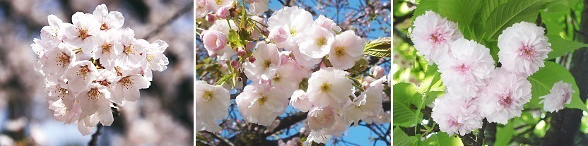 Cherry called is blossom? it why These 20