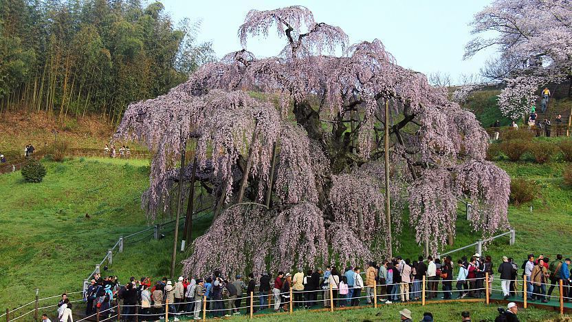 Cherry Tree Size Chart