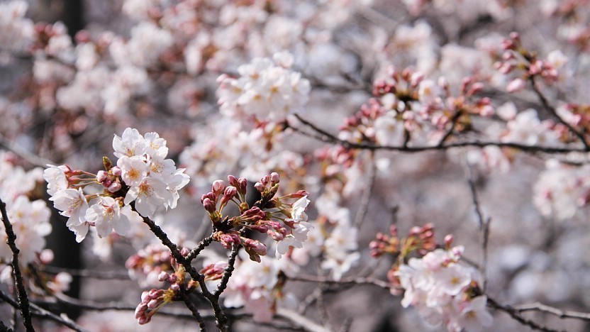 Image result for cherry blossoms japan cold