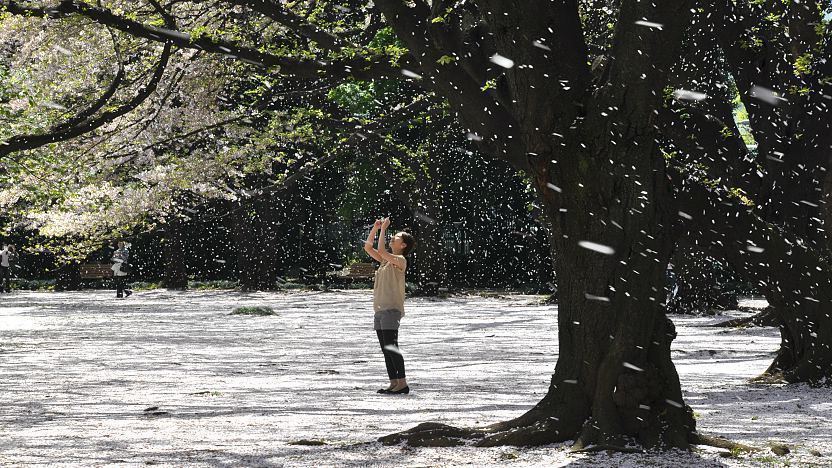 A Beginner S Guide To Cherry Blossom Viewing When Do The Cherry Blossoms Bloom A Beginner S Guide To Cherry Blossom Viewing When Do The Cherry Blossoms Bloom