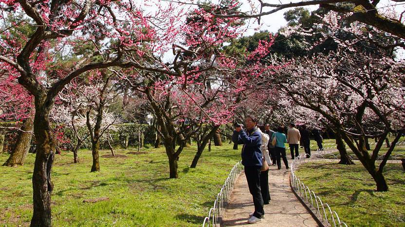Japanese Plum ume Blossoms
