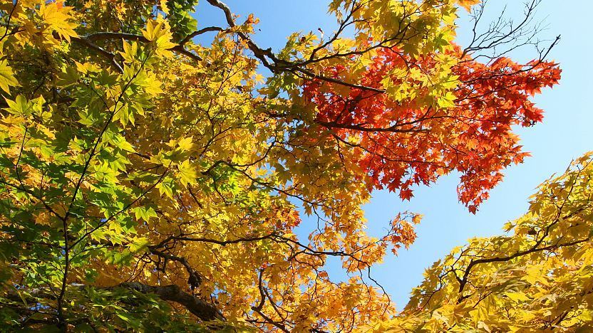 yellow leaves tree