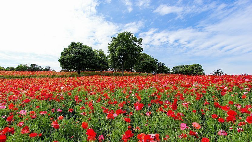 Resultado de imagem para Showa Kinen Park