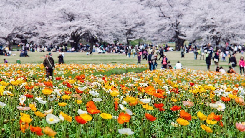 Segway Experience in Showa Kinen Park of Tokyo - Klook