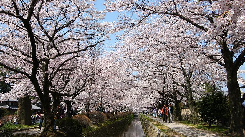 5 off-the-beaten-path cherry blossom tours to consider 5 off-the-beaten-path cherry blossom tours to consider - Alvinology