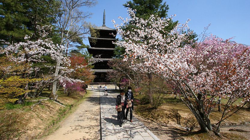 Image result for Ninnaji Temple sakura