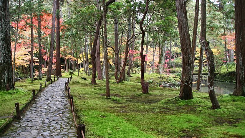 Kyoto Travel: Kokedera (Moss Temple)