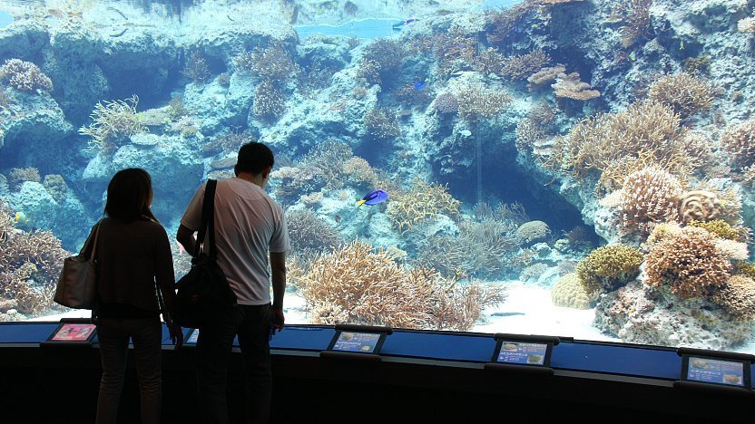 churaumi aquarium tour