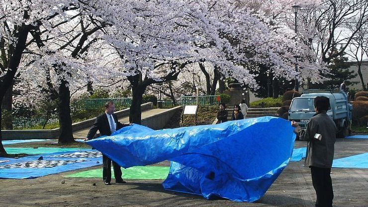 A Beginner's Guide to Cherry Blossom Viewing: How to do hanami?