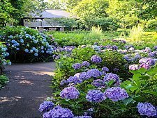 Japanese Hydrangea Ajisai