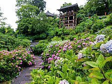 Japanese Hydrangea Ajisai