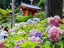 Japanese Hydrangea Ajisai
