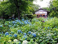 Japanese Hydrangea Ajisai