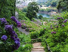 Japanese Hydrangea Ajisai