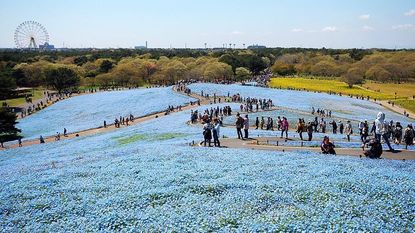 Hitachi Seaside Park Hitachi Kaihin Koen Ibaraki Travel hitachi-seaside-park-hitachi-kaihin-koen-ibaraki-travel