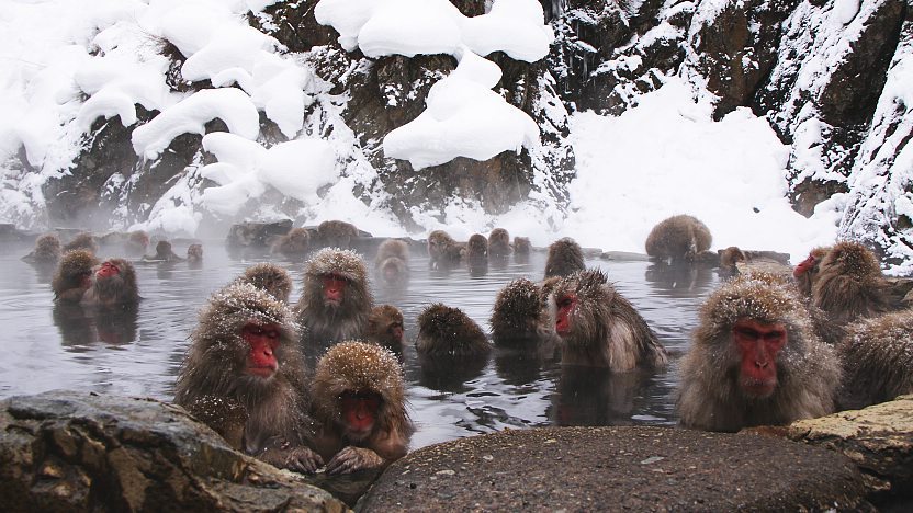 Yamanouchi Travel: Jigokudani Monkey Park (Snow Monkeys)