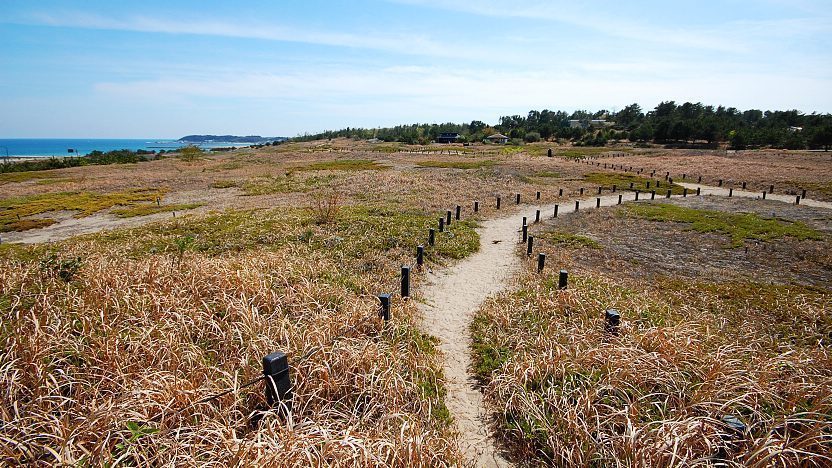 hitachi seaside park tour