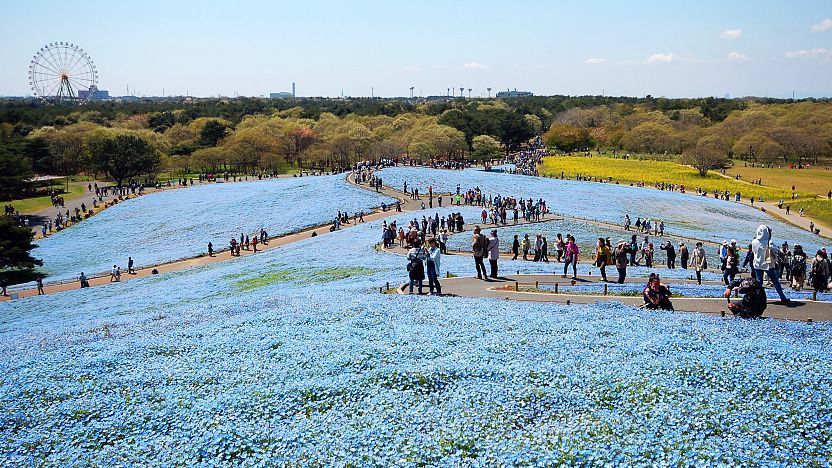 Hitachi Seaside Park (Hitachi Kaihin Koen) - Ibaraki Travel