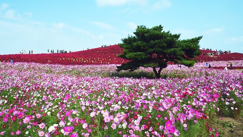 hitachi seaside park tour