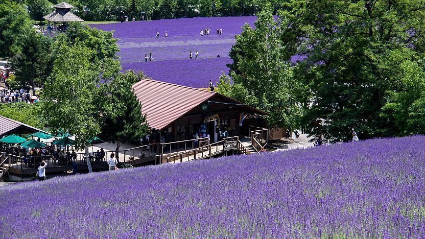 lavender tourist attraction