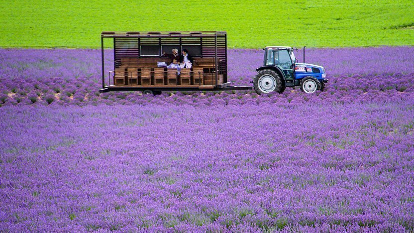 lavender tourist attraction