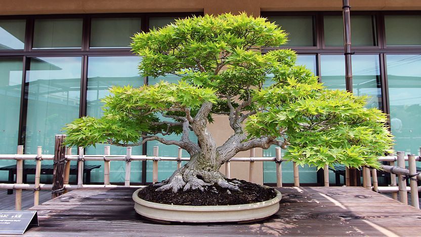 I want Bonzai.  Bonsai tree, Potted trees, Bonsai garden