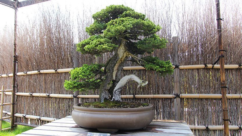 Bonsai - where to see bonsai in Japan