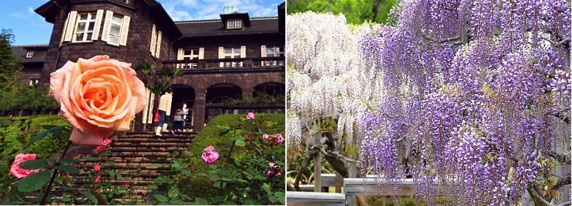 Flowers In Japan Flowers In Japan