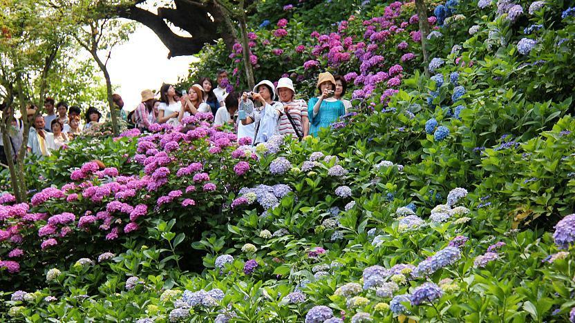 Japanese Hydrangea (Ajisai)