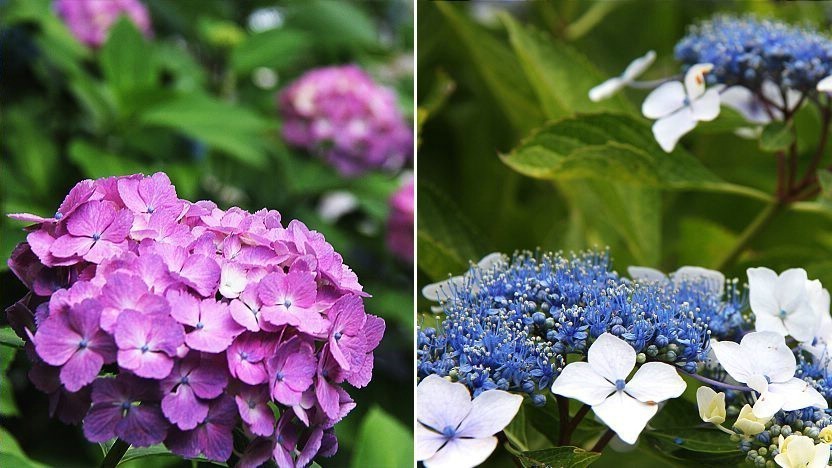 Japanese Hydrangea Ajisai