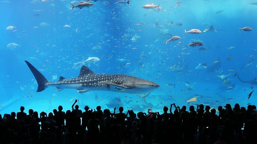 Beluga whales create art in Japan aquarium