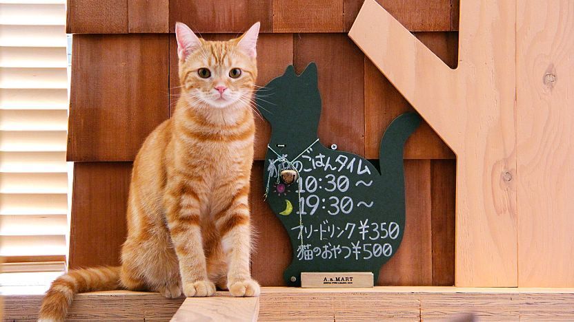 Tokyo cat cafe: weird cafes in Japan