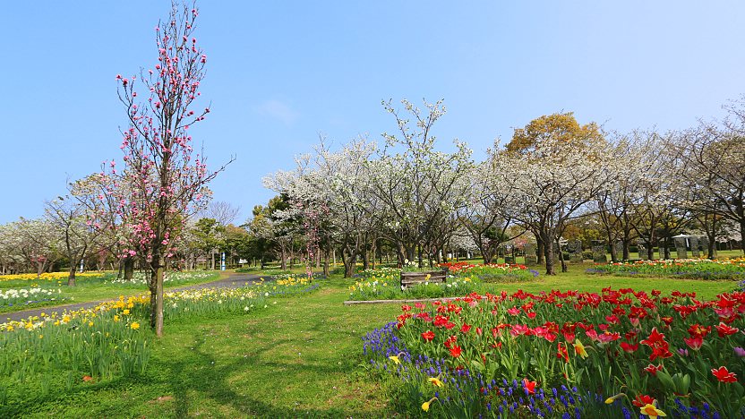 Uminonakamichi Seaside Park autumn kochia and cosmos fields