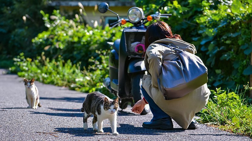 can you visit cat island japan