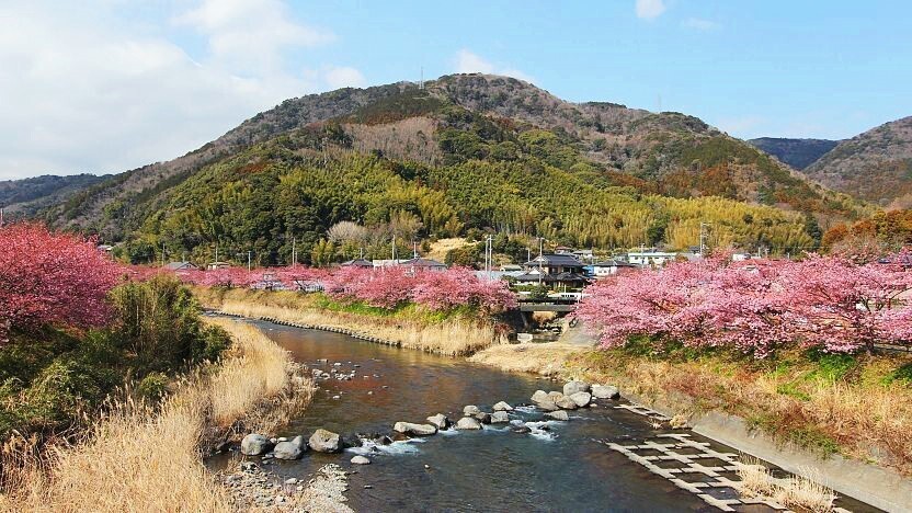 Cherry Blossom Season In Kawazu Japan Has Arrived Take A Look Condé