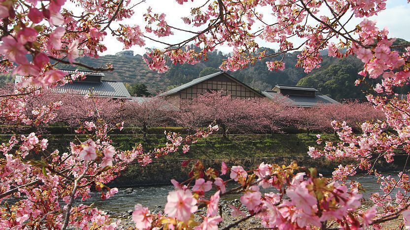 Cherry Blossom Season In Kawazu Japan Has Arrived Take A Look Condé