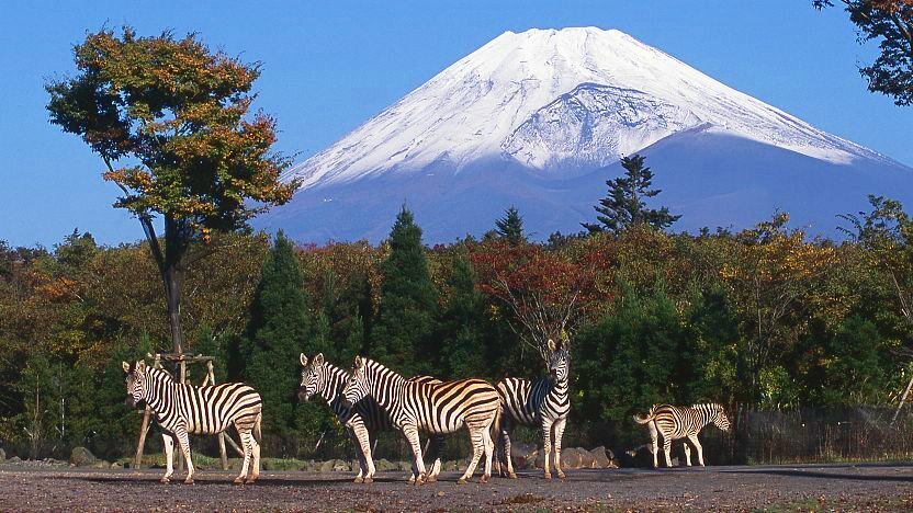 Fuji Safari Park Fujinomiya Travel