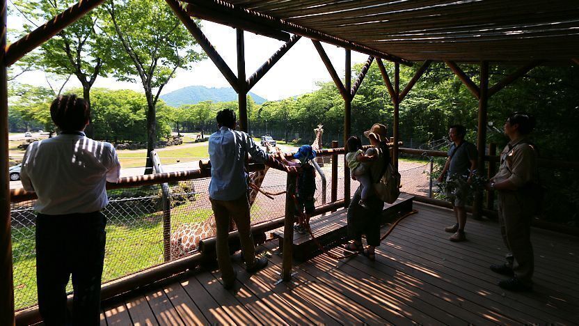 fuji safari park jungle bus