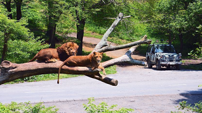 safari park in japan