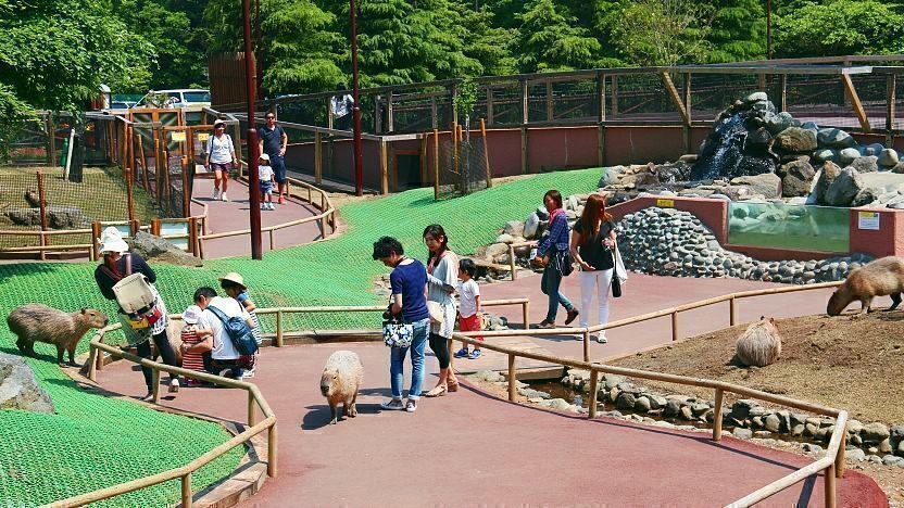 fuji safari park shizuoka