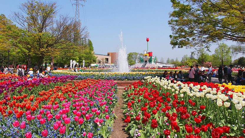 Tonami Tulip Fair