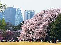 hanami cruise tokyo