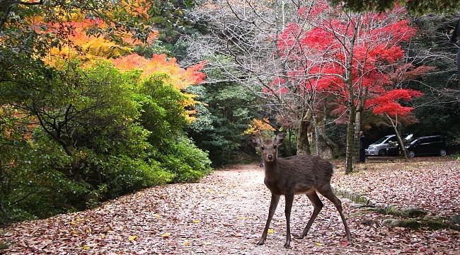 Miyajima Travel Walking Trails Miyajima Travel Walking Trails