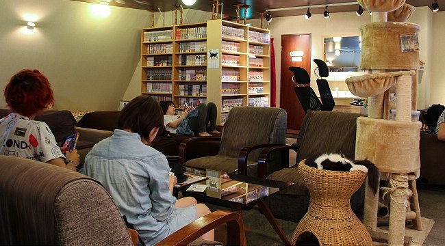  Cat  Cafes  Neko Cafes  in Japan