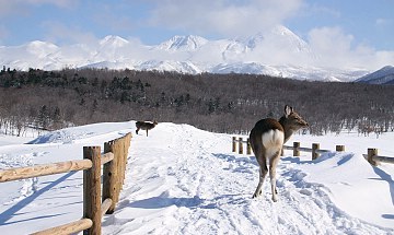 hokkaido trip in winter