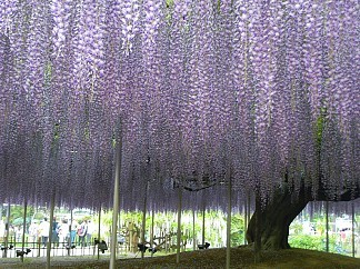 Visitar Ashikaga Flower Park : Transporte, Entradas, Japón - Great Wisteria Festival en Ashikaga Flower Park ✈️ Foro Japón y Corea