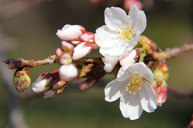 21 Cherry Blossom Forecast 21 Cherry Blossom Forecast