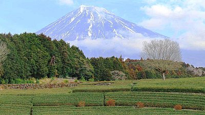 tourist news in japan