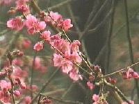 Very early opening Whitcomb Cherry blossoms