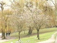 Autumn Flowering Cherries at the Lost Lagoon